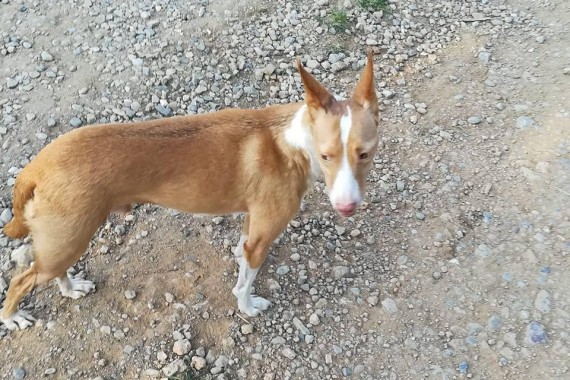 April 2019 – Infante – A beautiful boy with a sad story