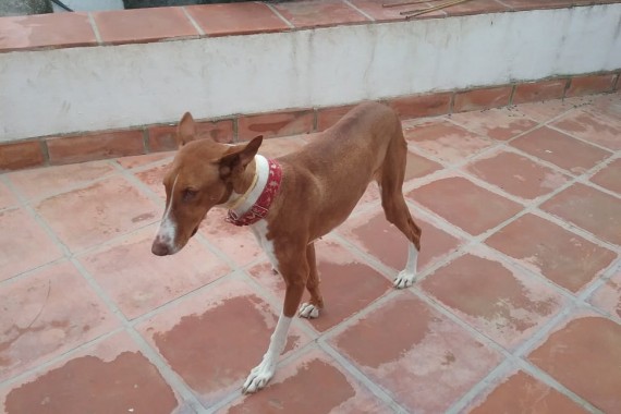 May 2019 – Winnie – A truly stunning podenco