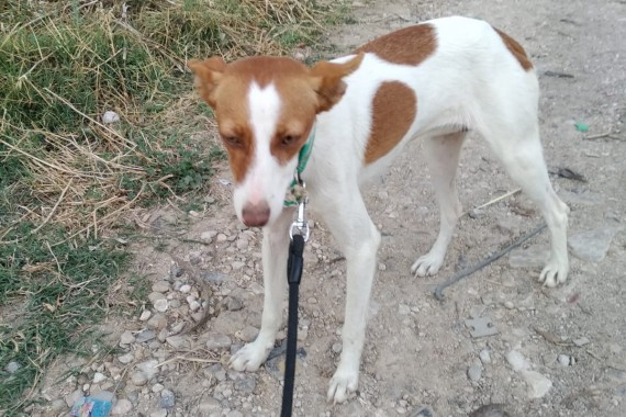 October 2019 – Sierra – another forgotten podenco?