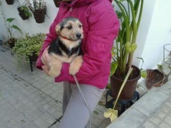 GPAR :: Grupo de Protección Animal de Rute