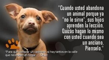 GPAR :: Grupo de Protección Animal de Rute