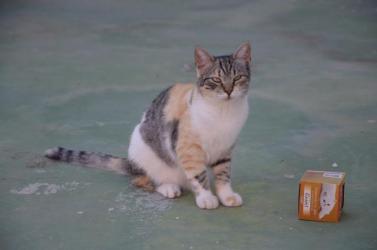 GPAR :: Grupo de Protección Animal de Rute