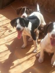 GPAR :: Grupo de Protección Animal de Rute