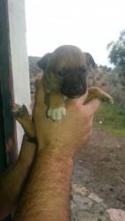 GPAR :: Grupo de Protección Animal de Rute