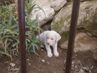 GPAR :: Grupo de Protección Animal de Rute