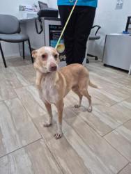 GPAR :: Grupo de Protección Animal de Rute