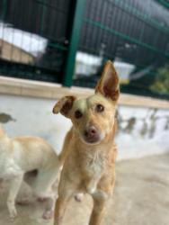 GPAR :: Grupo de Protección Animal de Rute