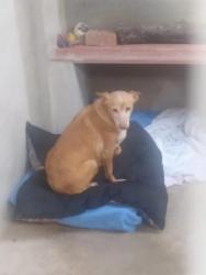 GPAR :: Grupo de Protección Animal de Rute