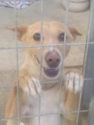 GPAR :: Grupo de Protección Animal de Rute