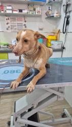 GPAR :: Grupo de Protección Animal de Rute