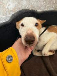 GPAR :: Grupo de Protección Animal de Rute