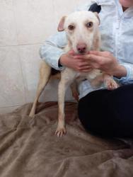 GPAR :: Grupo de Protección Animal de Rute