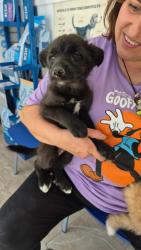 GPAR :: Grupo de Protección Animal de Rute