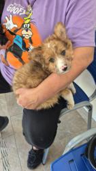 GPAR :: Grupo de Protección Animal de Rute