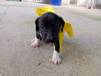 GPAR :: Grupo de Protección Animal de Rute