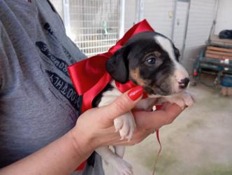 GPAR :: Grupo de Protección Animal de Rute