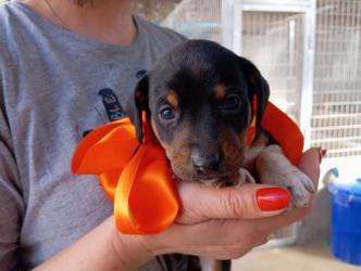 GPAR :: Grupo de Protección Animal de Rute