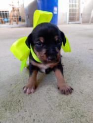 GPAR :: Grupo de Protección Animal de Rute