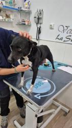 GPAR :: Grupo de Protección Animal de Rute