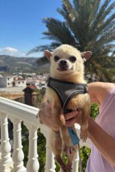 GPAR :: Grupo de Protección Animal de Rute