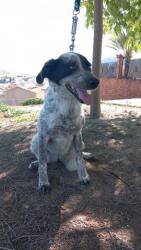 GPAR :: Grupo de Protección Animal de Rute