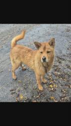 GPAR :: Grupo de Protección Animal de Rute