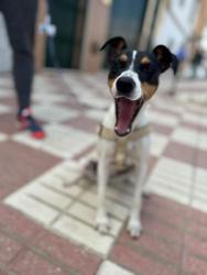 GPAR :: Grupo de Protección Animal de Rute