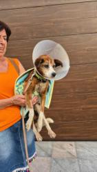 GPAR :: Grupo de Protección Animal de Rute