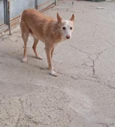 GPAR :: Grupo de Protección Animal de Rute