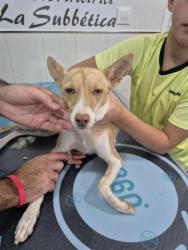 GPAR :: Grupo de Protección Animal de Rute