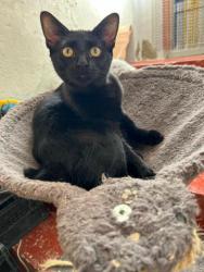 GPAR :: Grupo de Protección Animal de Rute