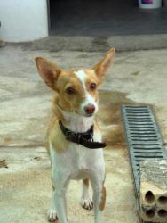 GPAR :: Grupo de Protección Animal de Rute