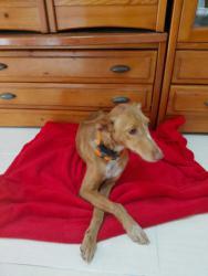 GPAR :: Grupo de Protección Animal de Rute