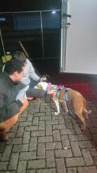 GPAR :: Grupo de Protección Animal de Rute