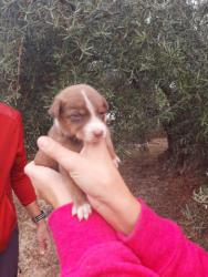 GPAR :: Grupo de Protección Animal de Rute