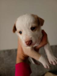 GPAR :: Grupo de Protección Animal de Rute