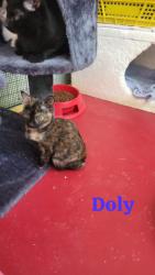 GPAR :: Grupo de Protección Animal de Rute