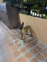 GPAR :: Grupo de Protección Animal de Rute