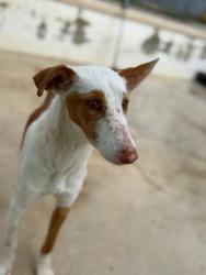 GPAR :: Grupo de Protección Animal de Rute