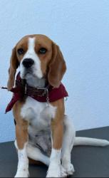 GPAR :: Grupo de Protección Animal de Rute