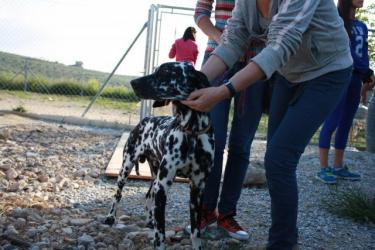 GPAR :: Grupo de Protección Animal de Rute