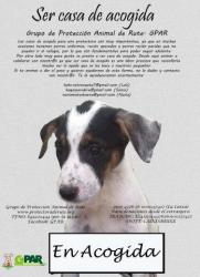 GPAR :: Grupo de Protección Animal de Rute