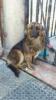 GPAR :: Grupo de Protección Animal de Rute