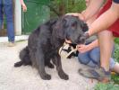 GPAR :: Grupo de Protección Animal de Rute
