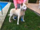 GPAR :: Grupo de Protección Animal de Rute