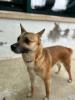 GPAR :: Grupo de Protección Animal de Rute