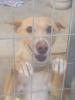 GPAR :: Grupo de Protección Animal de Rute
