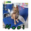 GPAR :: Grupo de Protección Animal de Rute