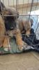 GPAR :: Grupo de Protección Animal de Rute
