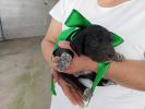 GPAR :: Grupo de Protección Animal de Rute